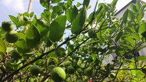 লেবু গাছের শিকড় থেকে নতুন চারা তৈরী ।।  New lemon seedlings are made from lemon plant roots