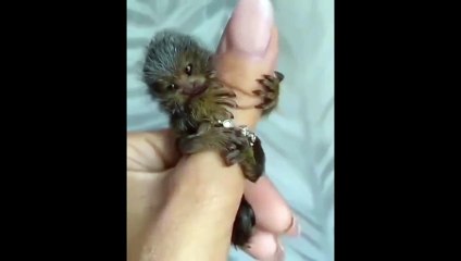 Quoi de plus mignon que ce tout petit ouistiti