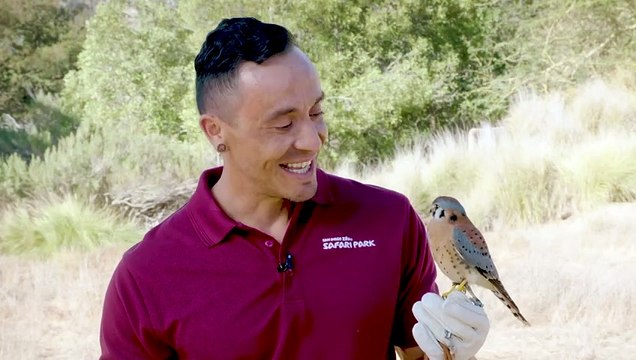 Why These American Kestrels Are Known The World Over as ‘Jet Fighters?’