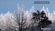 Ice-covered trees in North Dakota