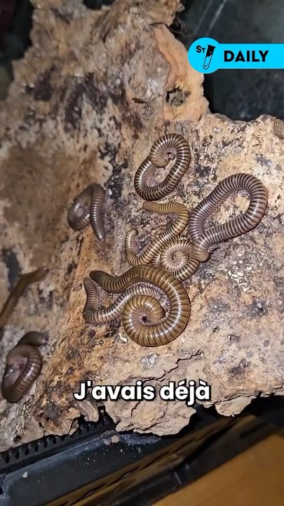 Réglisse, l’iule géant ! - Vidéo Dailymotion