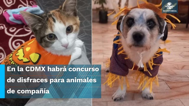 Habrá concurso para honrar a lomitos y michis que partieron al Mictlán