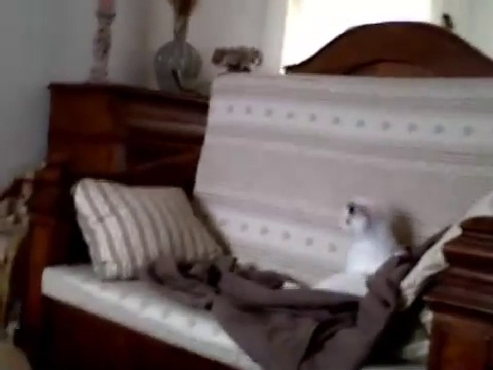 Kitty et Sweety Chaton _ But what happens to you it _ - Mais que ce passe t'il _