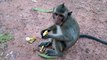 Super Cute Sweet Pear Monkey on time go to Bed very Lucky received the Banana from Tourism