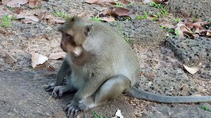 Super Sweet Pear Monkey eating Keep the more Nut in His Mouth
