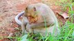 Super Sweet Pear Monkey Become 11Kg non stop eating Let See His Mouth