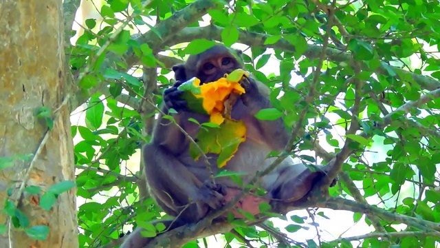 Sweet Pea eating mango to much _ Sweet pea monkey become fat from now on