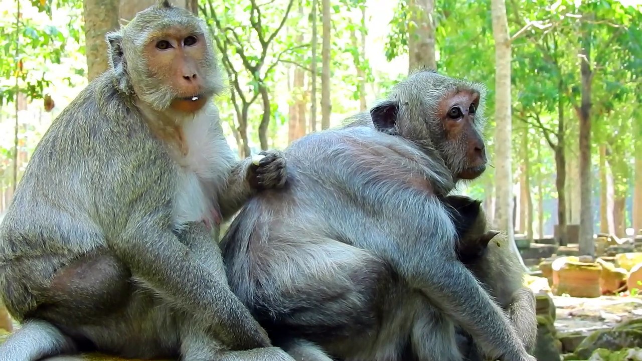 Sweet Pear Monkey & Family Driving in the ancient pool _ Let Watch This !