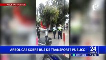 Árbol de gran tamaño cae sobre autobús de transporte público en San Isidro