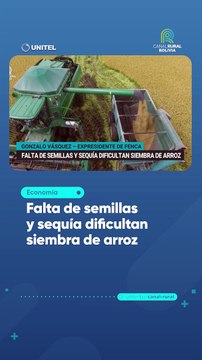 Falta de semillas y sequía dificultan siembra de arroz