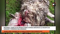 Misiones  Familia de productores ovinos denuncia la muerte de ganado y pérdidas millonarias