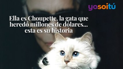 Ella es Choupette, la gata que heredó millones de dólares... esta es su historia
