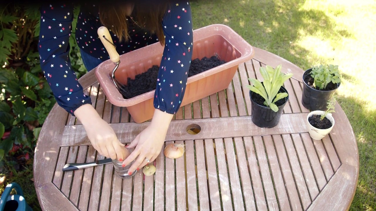 How To Grow Root Vegetables From Scraps Real Homes video Dailymotion