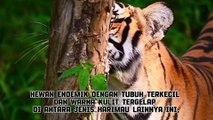 Hewan Endemik yang Bisa Kamu Temukan di Indonesia