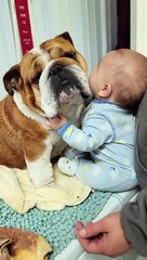 Small Dog Lover Says Goodbye To Bulldog