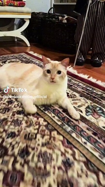 gato