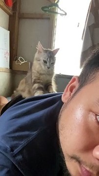 Kitten Mittens Give Massage