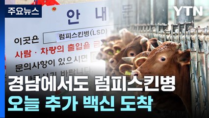 경남에서도 럼피스킨병 발생..."백신 접종 총력" / YTN