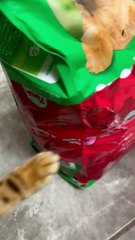 Raspy Cat Breaks Into Bag Of Dog Food