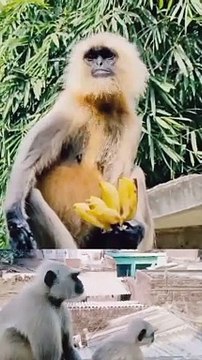 langoor aur bandar ki ladai, Langoor Viral Reels, Reels Video, Viral Reels, Trending Song, Shorts