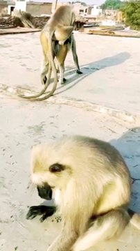 langoor bandar,langoor bandar ki awaaz,monkey shot,monkey shot comedy, Shorts