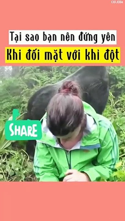 Tại sao bạn nên đứng im khi đối mặt với khỉ đột