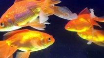 Most BEAUTIFUL colorful  FISHES In The World koi goldfish stunning