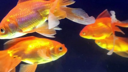 Most BEAUTIFUL colorful  FISHES In The World koi goldfish stunning