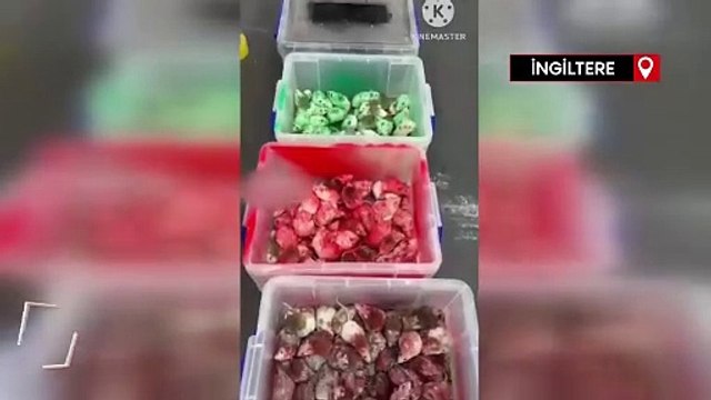 İsrail'i protesto etmek için Londra'daki McDonald's'ın içine bir sürü fare attı