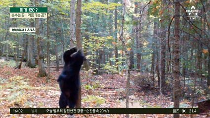 춤추는 곰·리듬 타는 곰?…알고 보니 나무에 등 긁는 중