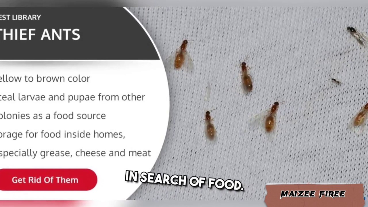 The Extra Ordinary Thief Ant