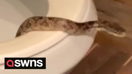 Man finds live snake - in his toilet