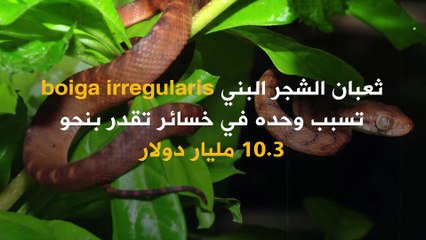 ضفدع وثعبان تسببا في خسائر تقدر بمليارات الدولارات!