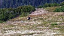 Tatry - Zakopane - Niedźwiedzie szykują sie zimowego snu