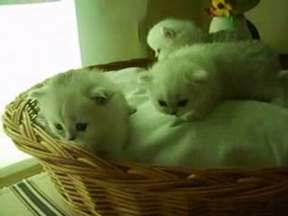 Bébés 29 mars 2008 097