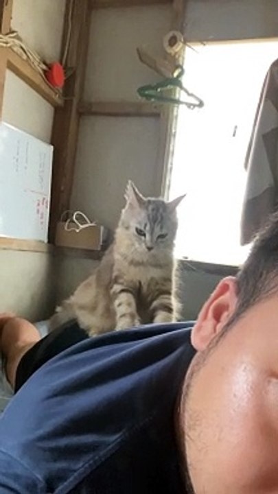 Kitten Mittens Give Massage