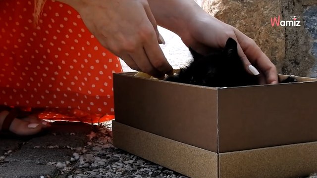 Ustawili ukrytą kamerę, aby sprawdzić, czy ktoś pomoże kociakowi. Nagranie łamie serce