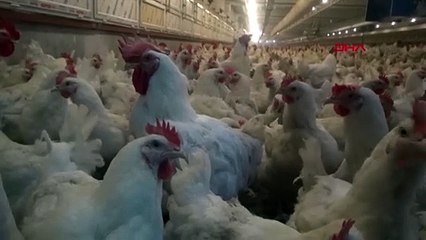Yaptıkları yanlarına kar kalmadı! Yumurta üreticilerine ceza yağdı