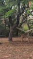 Woman Saves Young Buck From Old Hammock