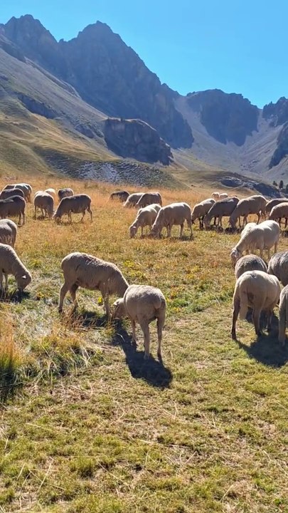 Troupeau de moutons en alpage