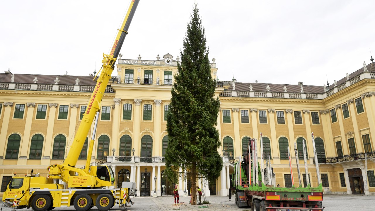 Fichte aus dem Salzkammergut als Christbaum vor Schloss Schönbrunn