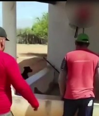 Vaqueiro laça jacaré na varanda de casa