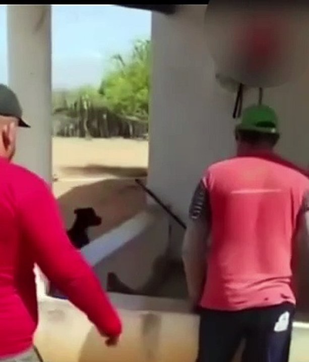 Vaqueiro laça jacaré na varanda de casa
