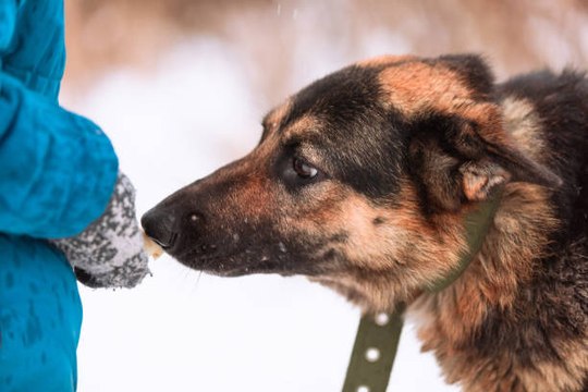 ¿Sabes Que Tu Perro Puede Predecir Ataques Epilépticos?
