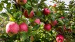 Los 5 Mejores Lugares Para Recoger Manzanas En Los Estados Unidos