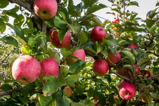 Los 5 Mejores Lugares Para Recoger Manzanas En Los Estados Unidos