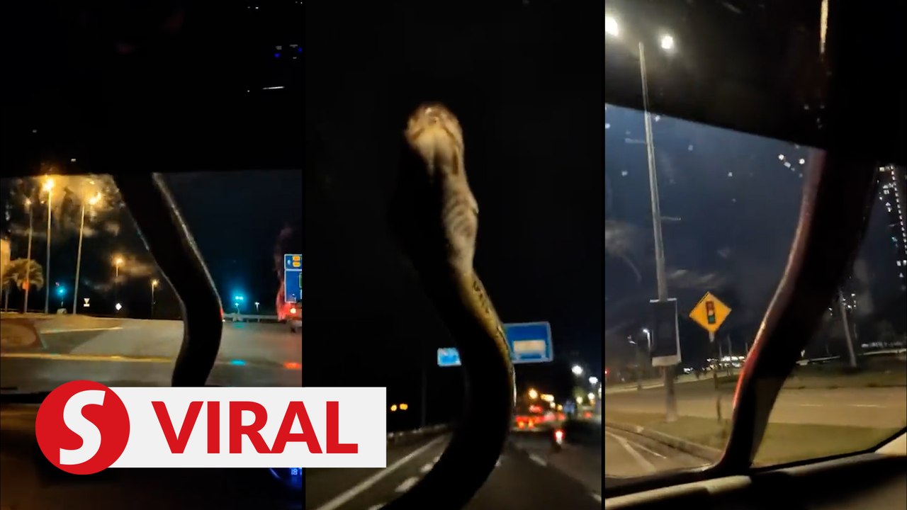 Python pops up from hood of moving car