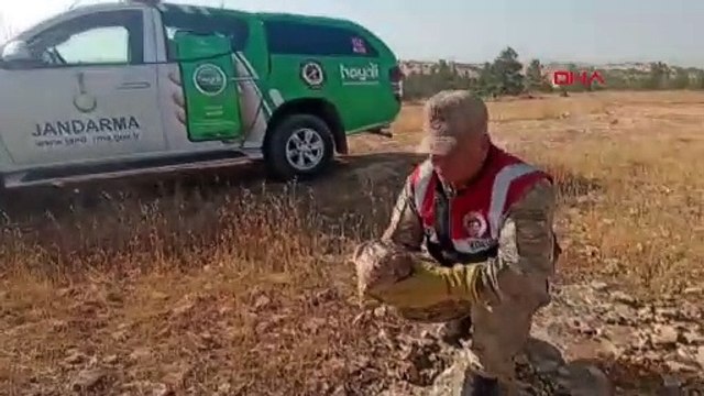 Nesli Tükenme Tehlikesi Altında Olan Kızıl Şahin Tedavi Edilmek Üzere Yetkililere Teslim Edildi