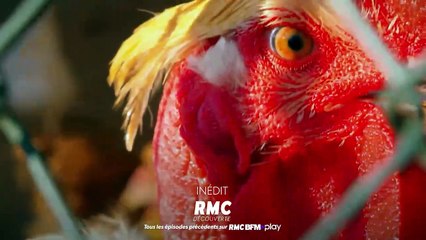 Wheeler Dealers France