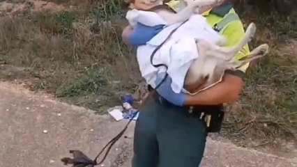 Rescate de la Guardia Civil a un perrito herido tras un accidente en Zamora